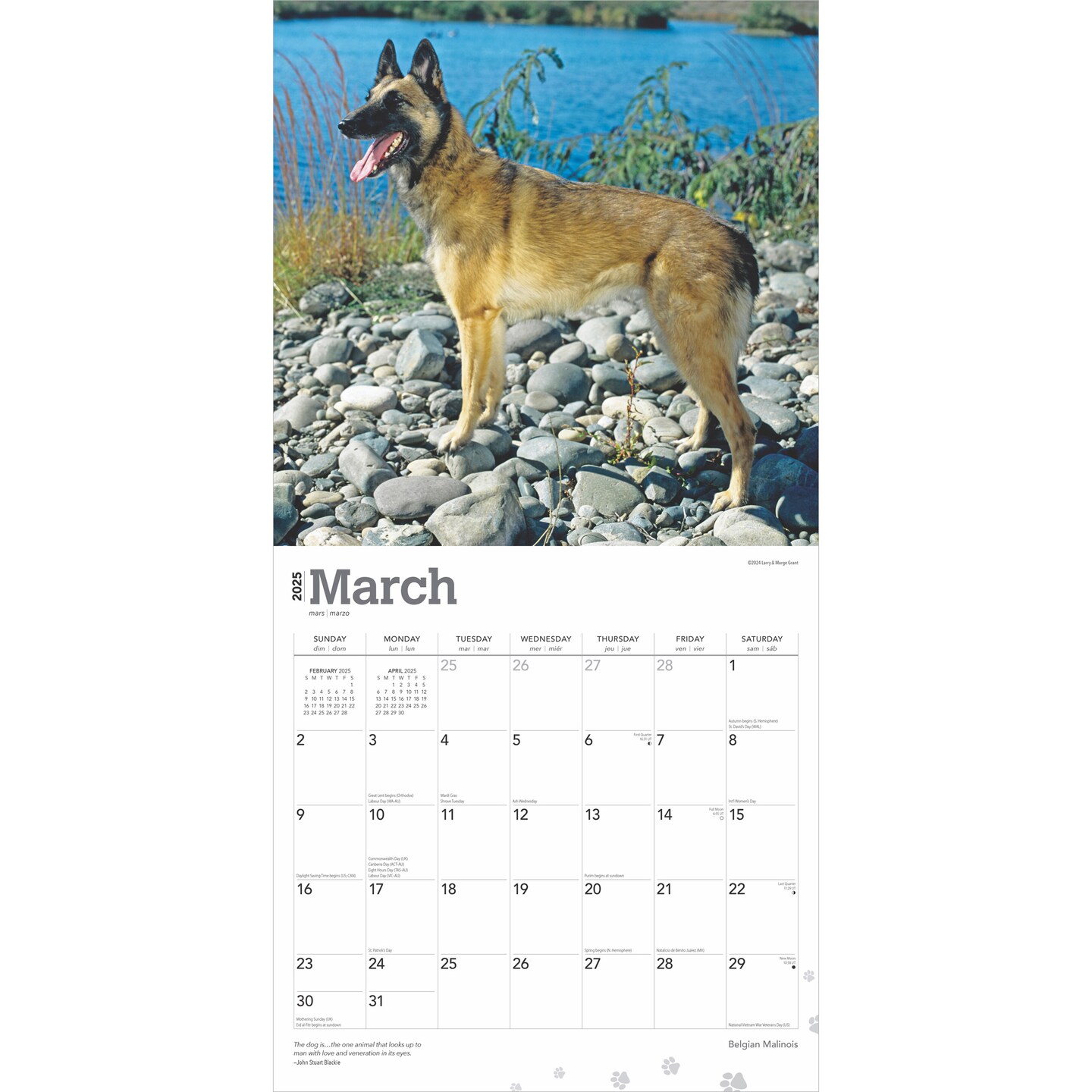 Belgian Malinois | 2025 12 x 24 Inch Monthly Square Wall Calendar | Plastic-Free | BrownTrout | Animals Dog Breeds