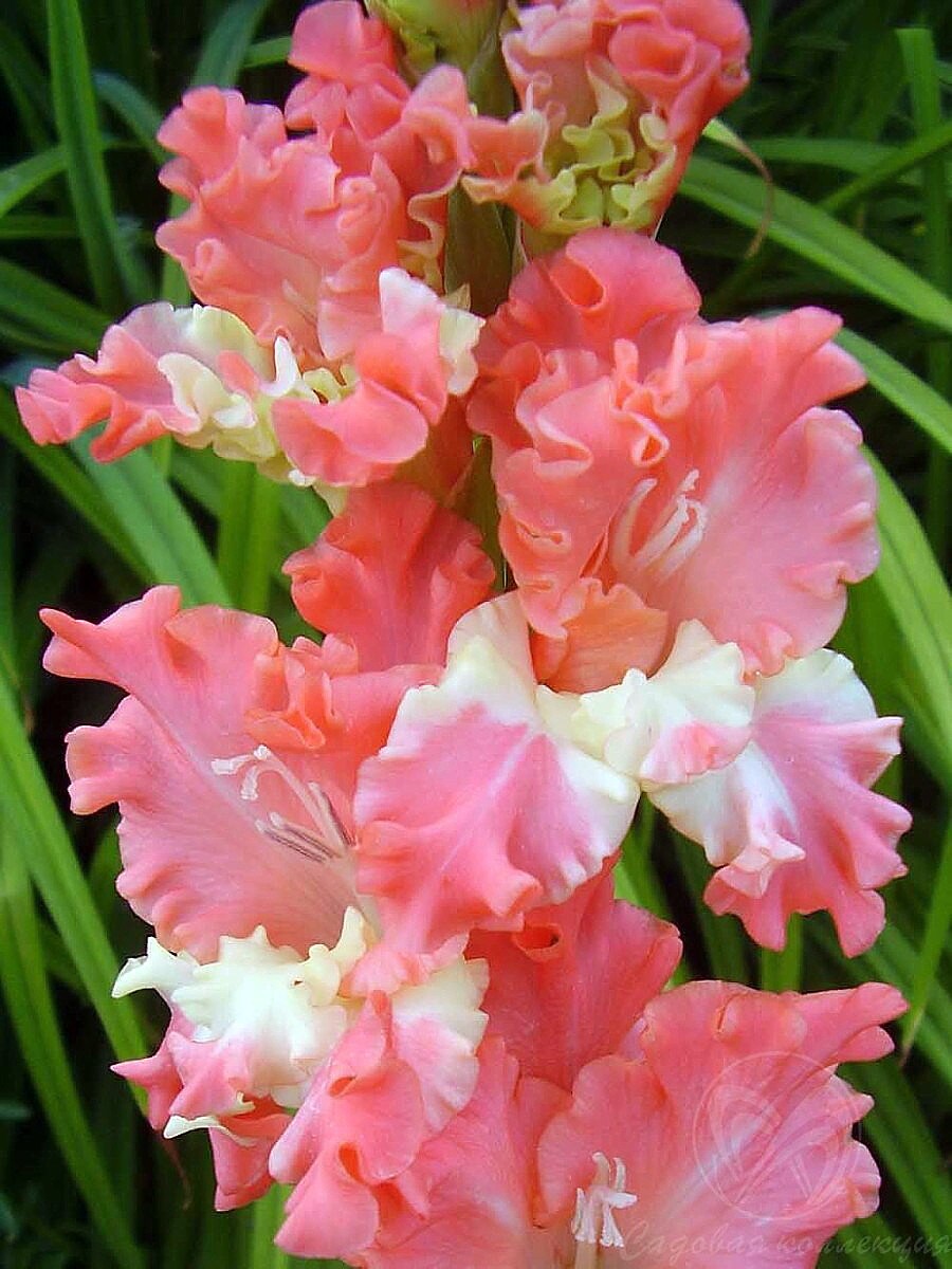 Fringed Coral Lace Gladiolus 8 Bulbs - Fringed/Ruffled - 14/+ cm