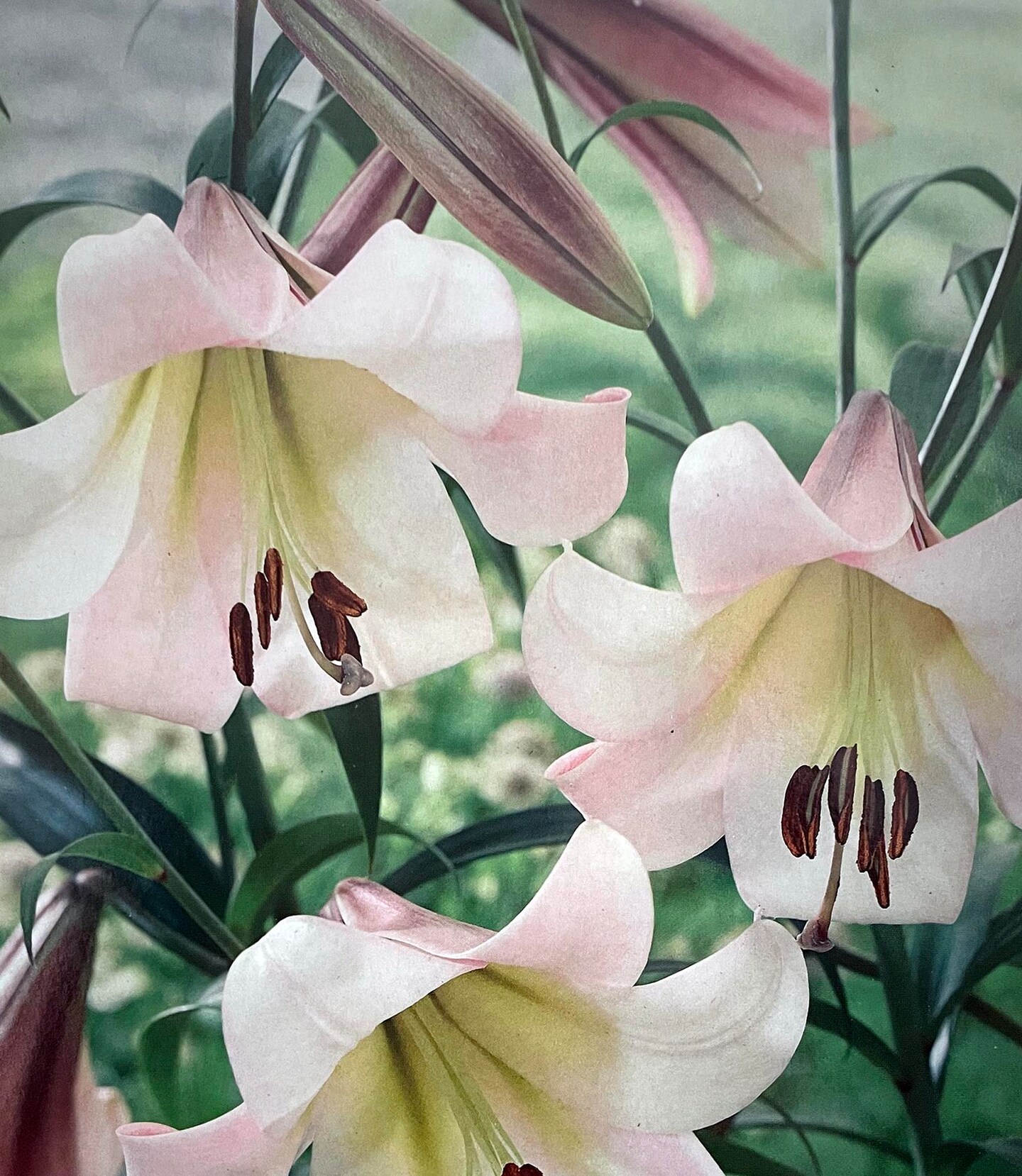 Eastern Moon Giant Hybrid Lily 2 Bulbs - 16/18 cm - Silver Pink - NEW