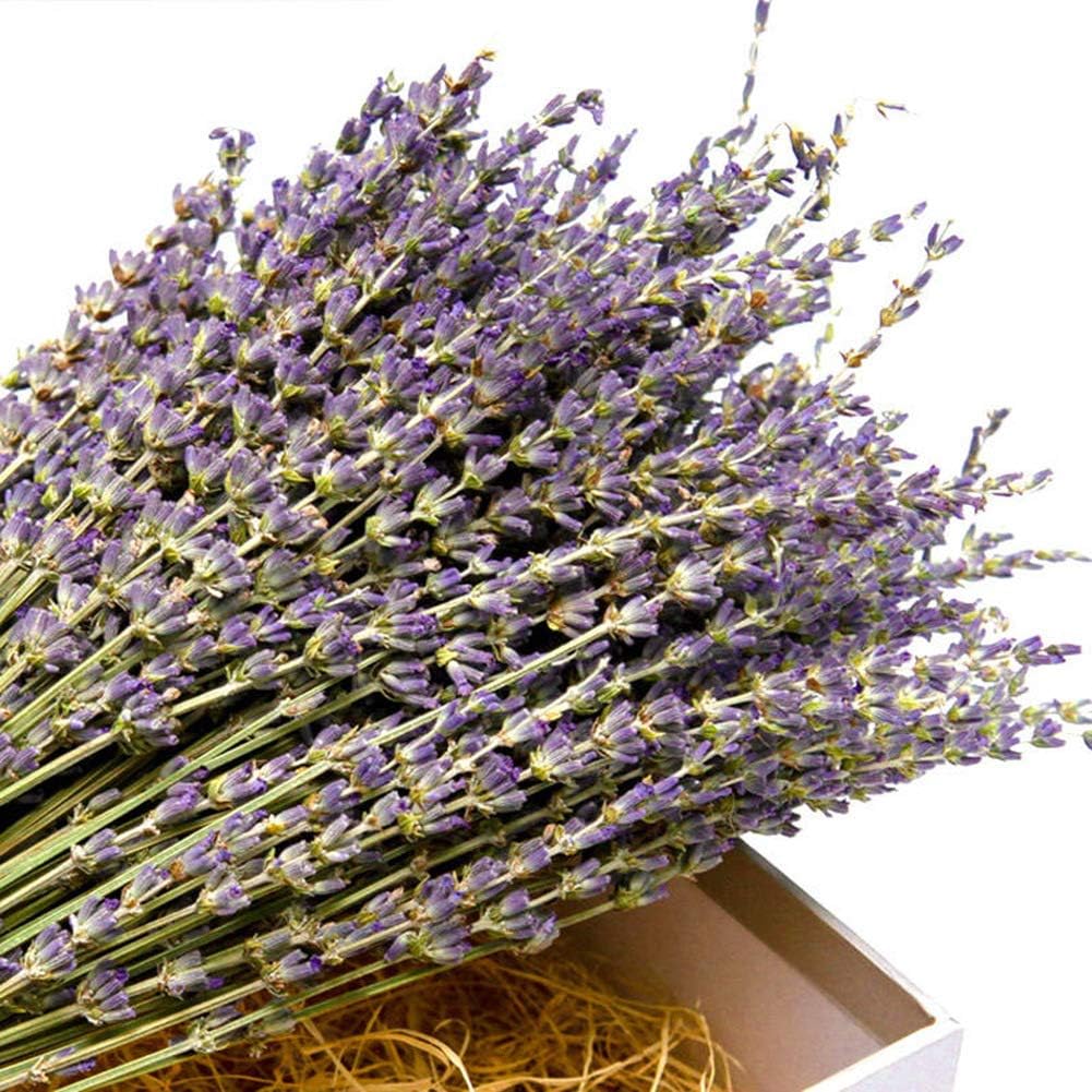 Natural Lavender Bundles, Freshly Harvested 200+ Stems Dried Lavender Bunch 16" - 18" Long, Decorative Flowers Bouquet for Home Decor