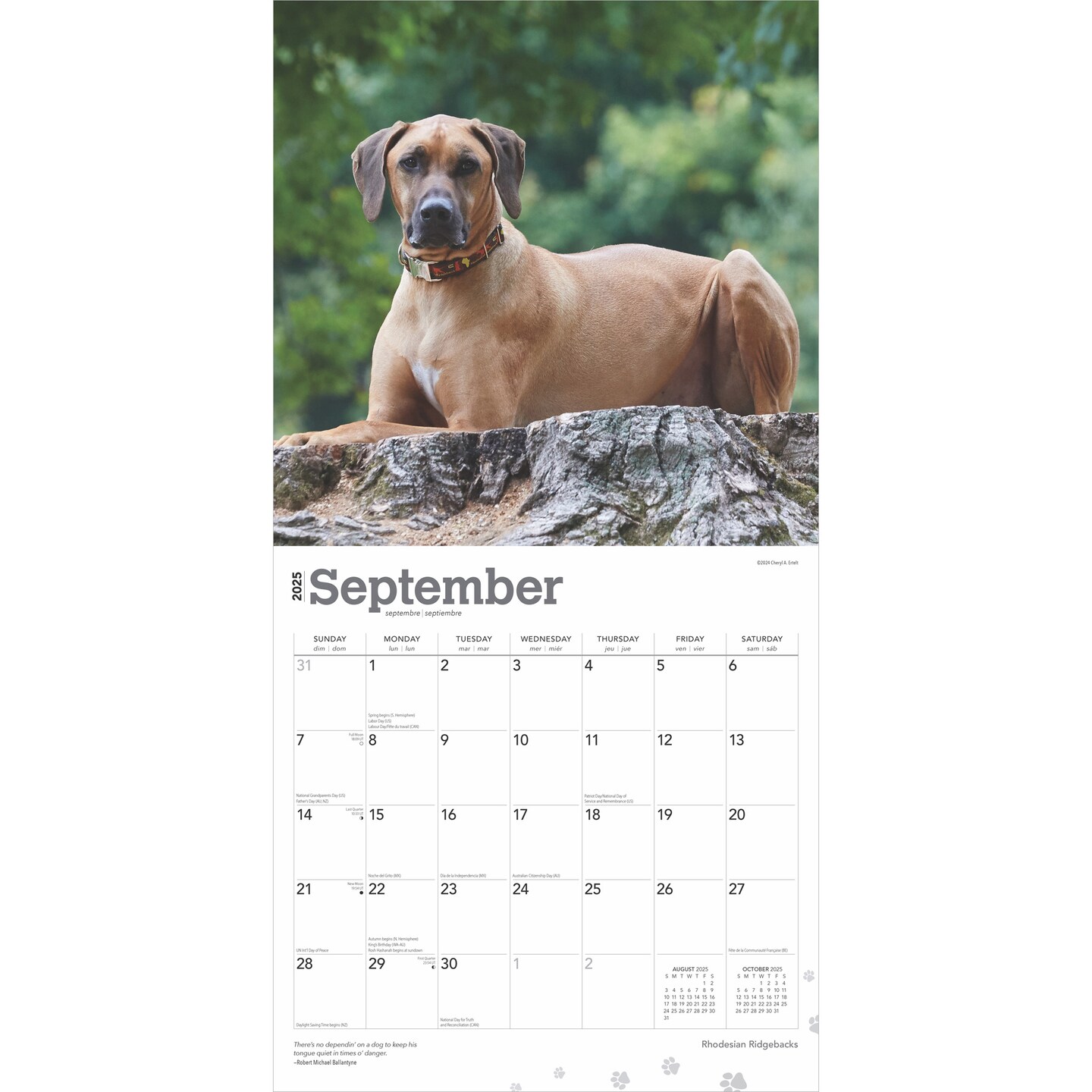 Rhodesian Ridgebacks | 2025 12 x 24 Inch Monthly Square Wall Calendar | Plastic-Free | BrownTrout | Animals Dog Breeds