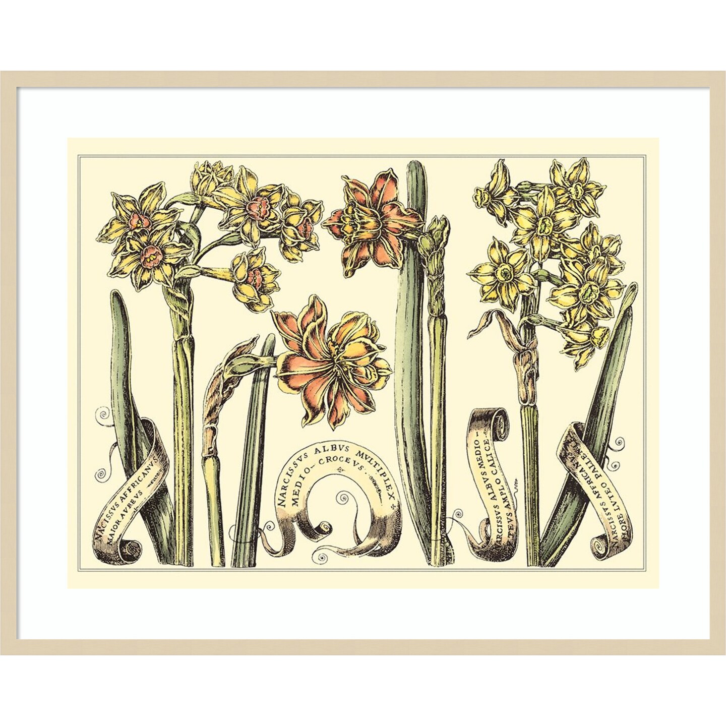 Narcissus in Bloom II by Mark W. Langlois Wood Framed Wall Art Print