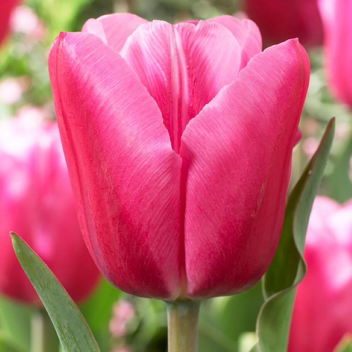 Jumbo Pink Triumph Tulip 8 Bulbs - 12/+ cm Bulbs - NEW