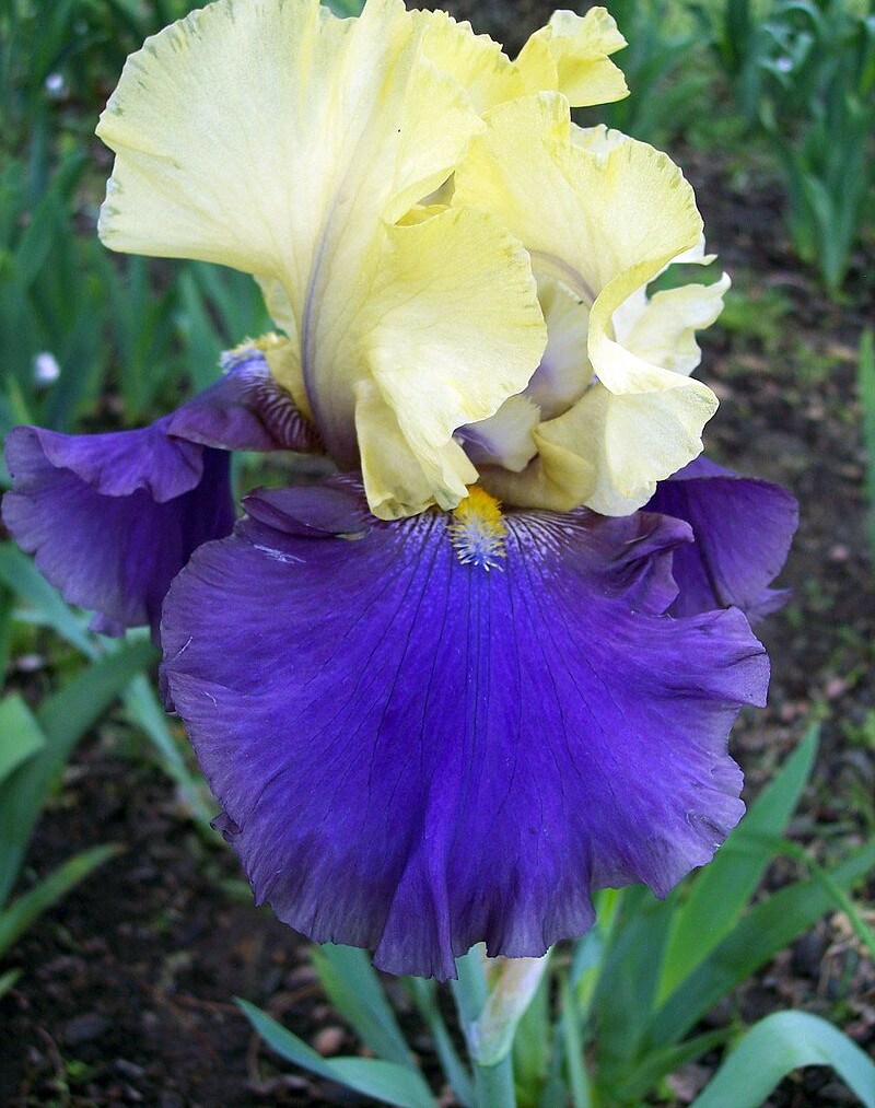 Jurassic Park Bearded German Iris - #1 Bareroot Rhizome - Rebloomer