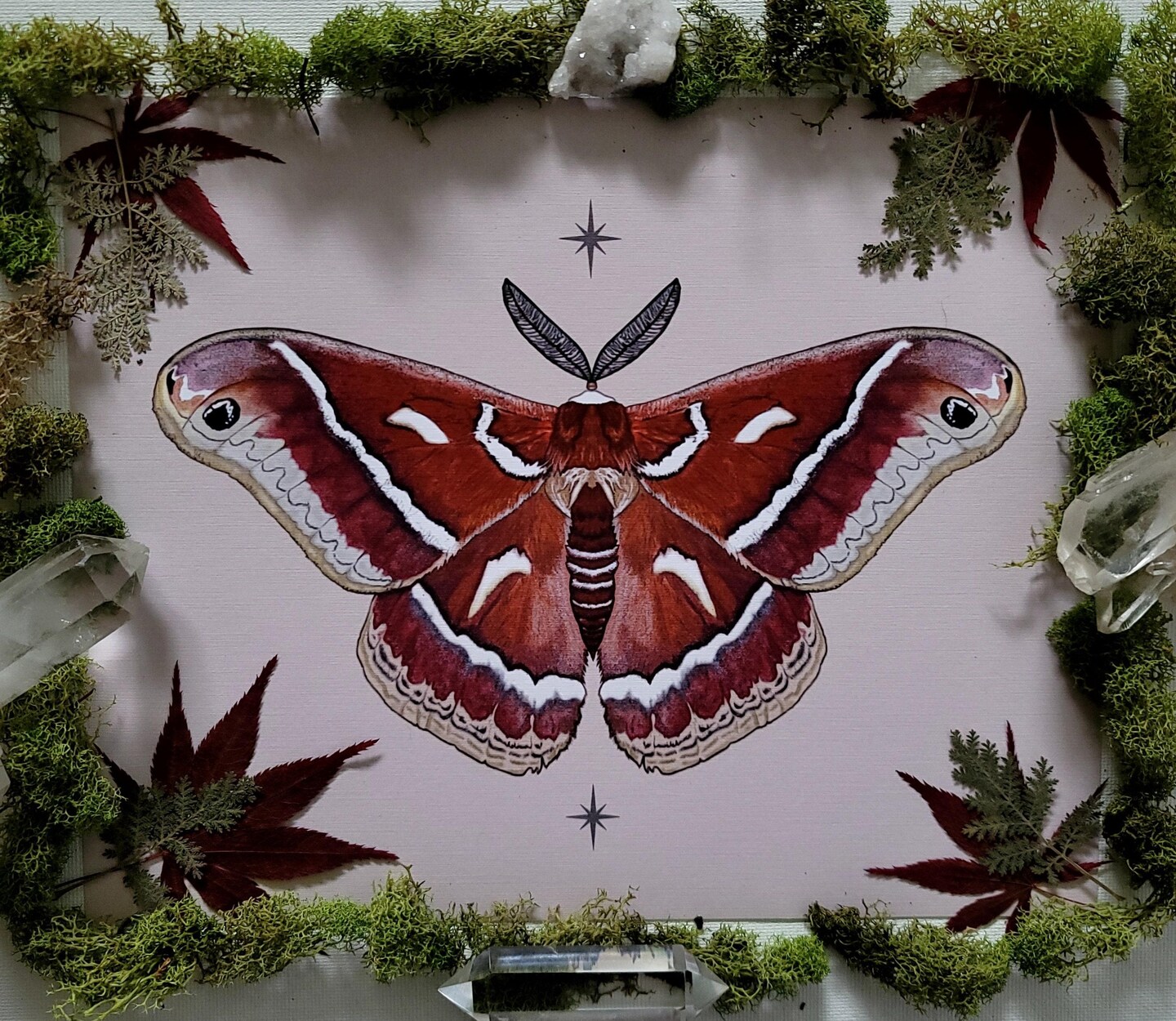 Ceanothus Silk Moth Art Print - Witchy, Celestial, Insect Wall Art ...