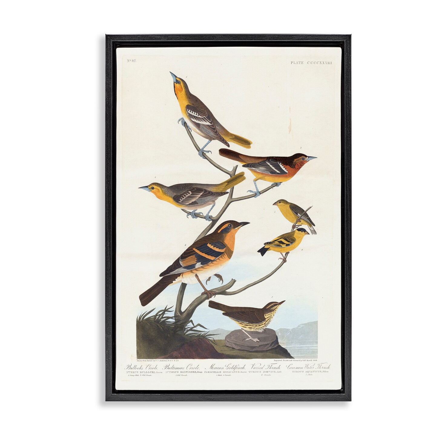 Stupell Industries Classic Bullock&#x27;s Oriole Study Framed Floater Canvas Wall Art Design by one1000paintings