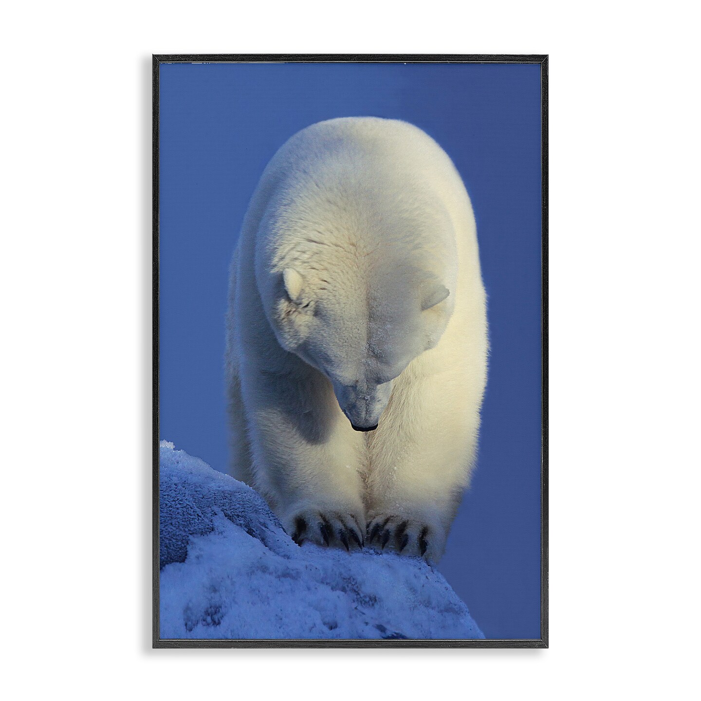 Stupell Industries Contemplation Polar Bear Framed Giclee Wall Art Design by Shane Lamb