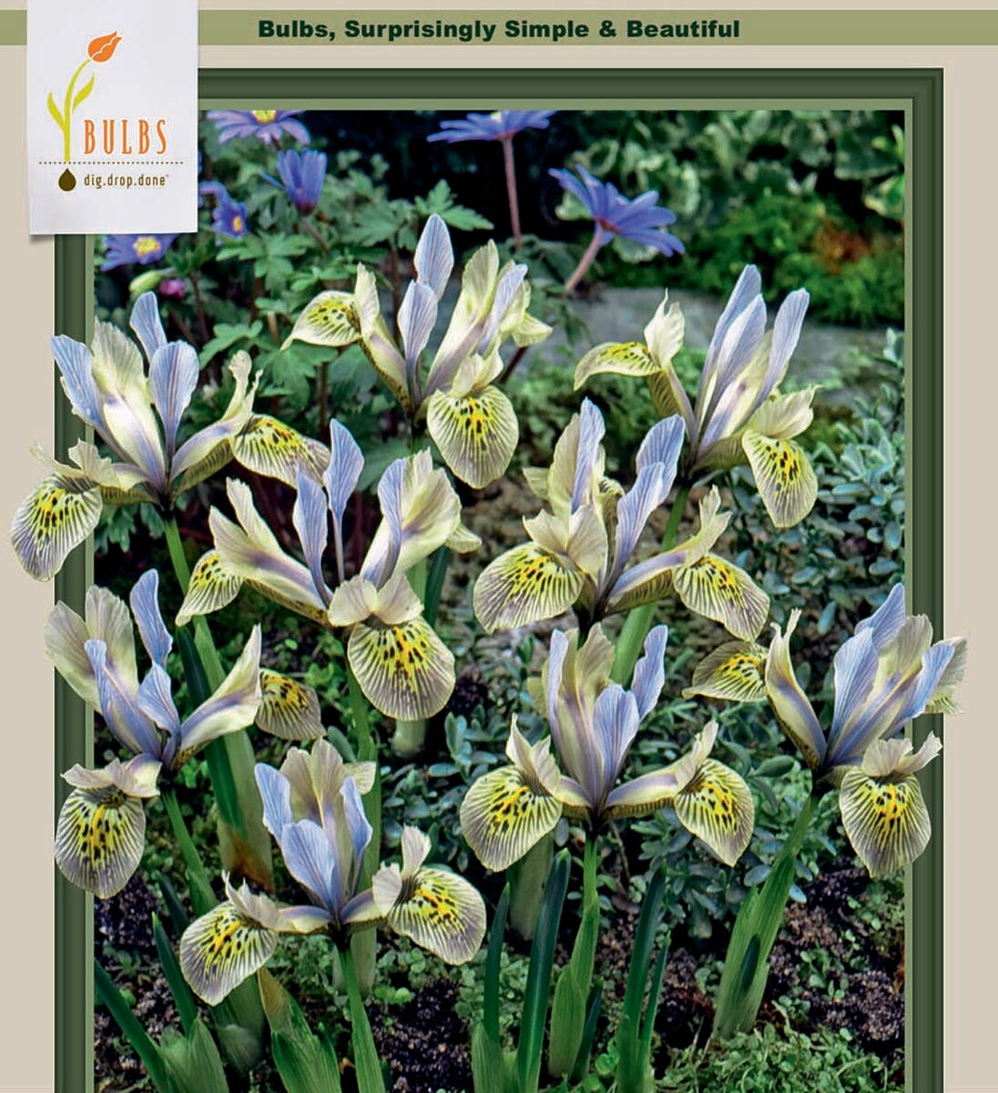 Katharine Hodgkin Orchid Iris 10 Bulbs - 6/+ cm Bulbs