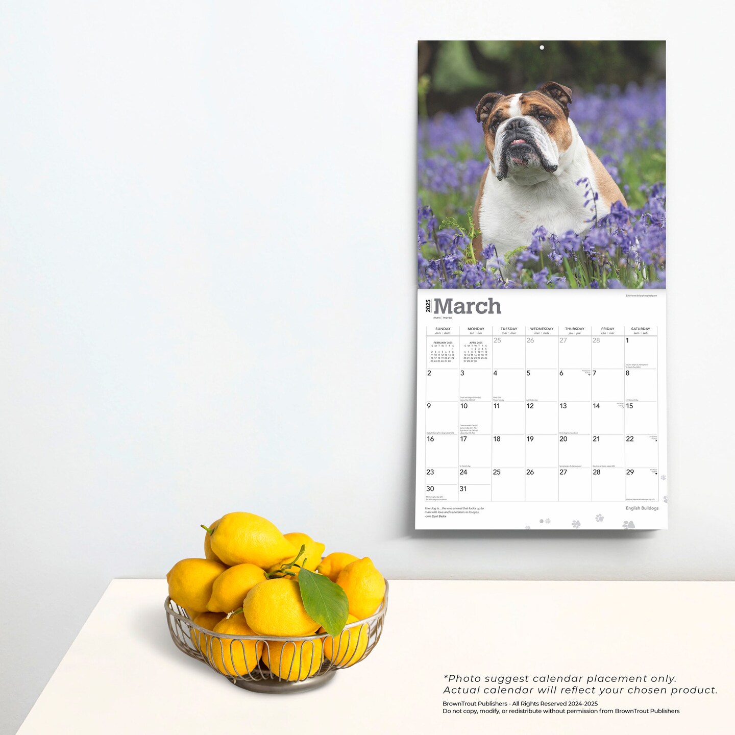 English Bulldogs | 2025 12 x 24 Inch Monthly Square Wall Calendar | Plastic-Free | BrownTrout | Animals Dog Breeds