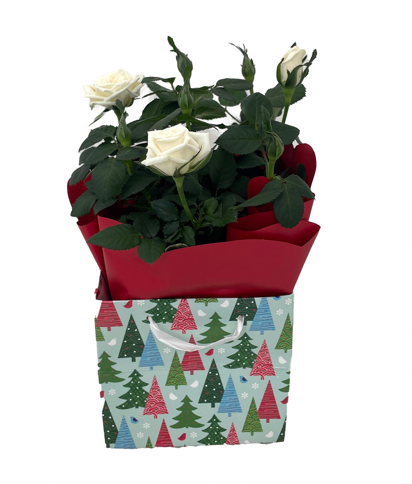 White Miniature Kordana Rose Bush in Holiday Gift Box - Great Gift!