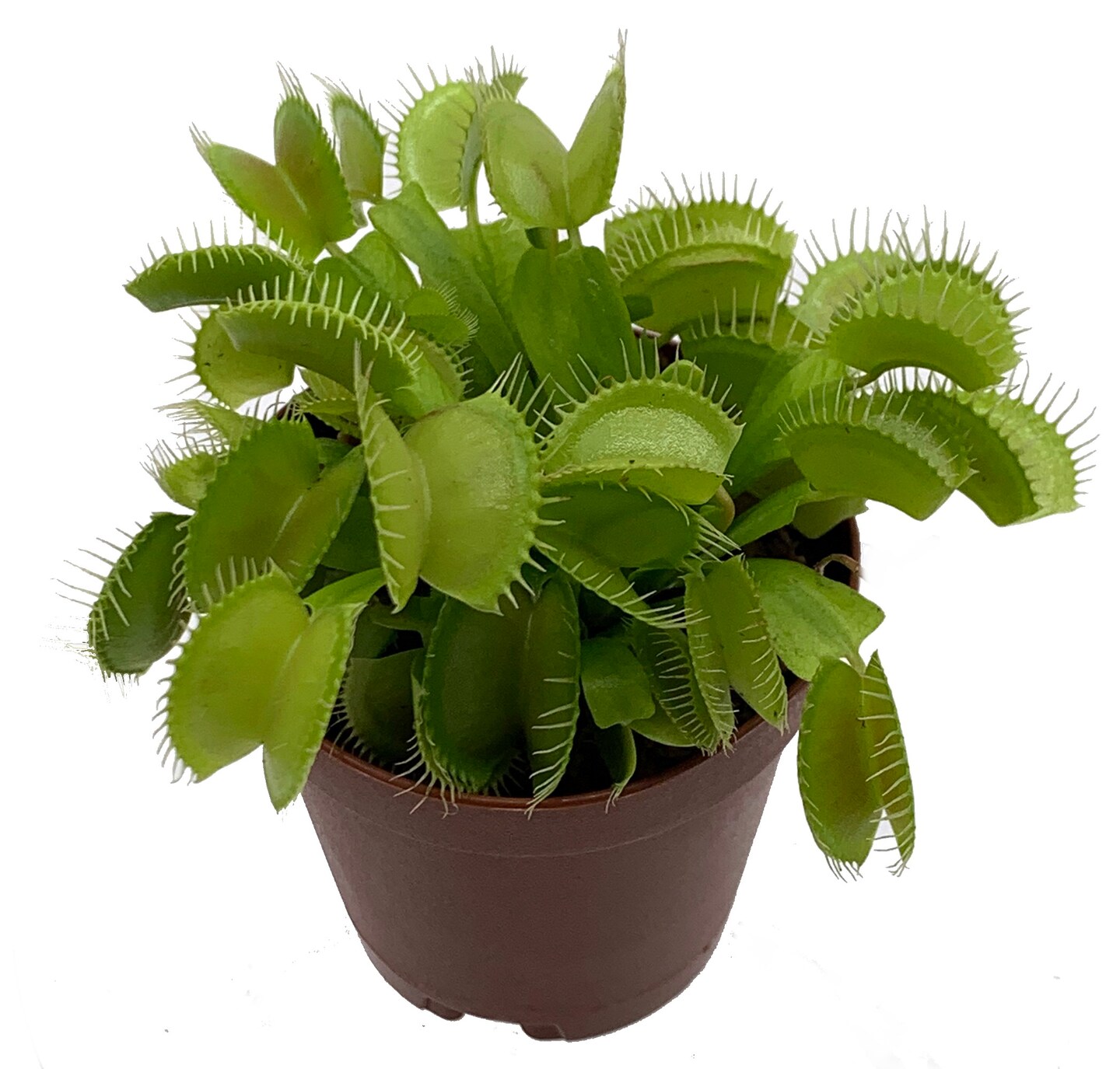 Venus Fly Trap Plant - CARNIVOROUS - Dionaea - 2&#x22; Pot
