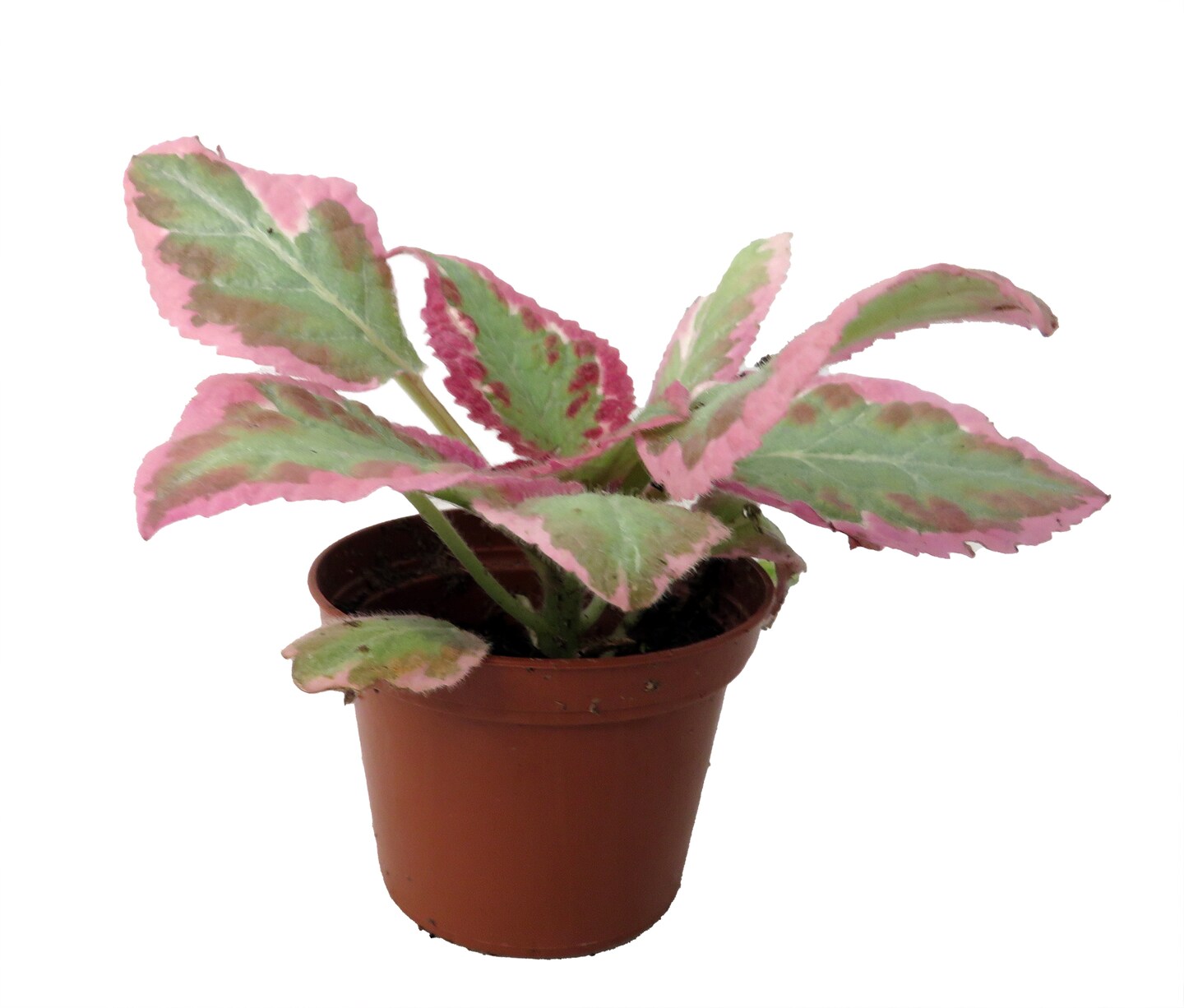 Cleopatra Pink Episcia - Flame Violet - Great House Plant - 2.5" Pot