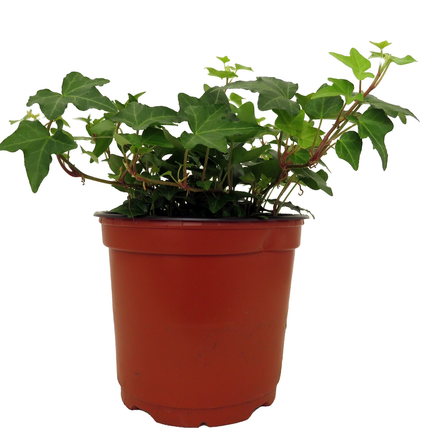 Irish Ivy - Hedera English Ivy - 6&#x22; Pot