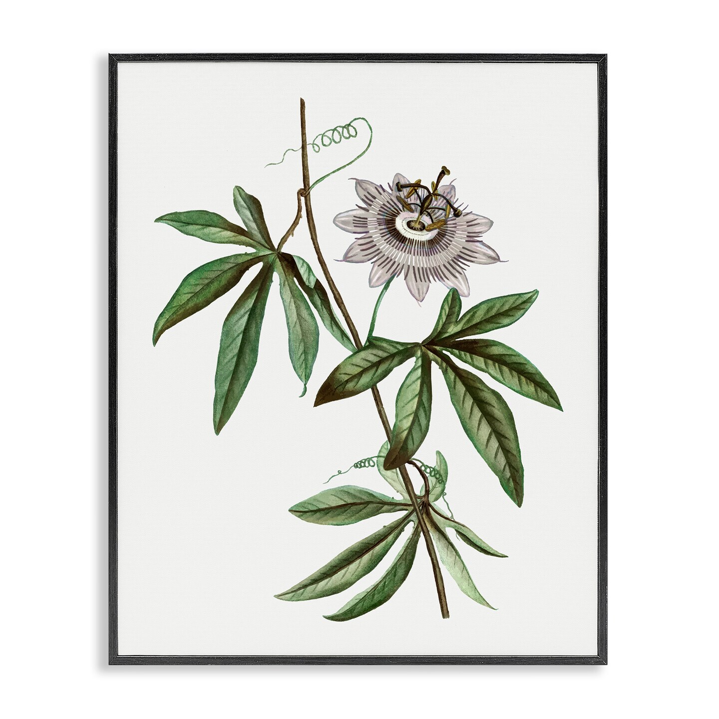 Stupell Industries Vintage Circular Bloom Framed Giclee Design by CAD Designs