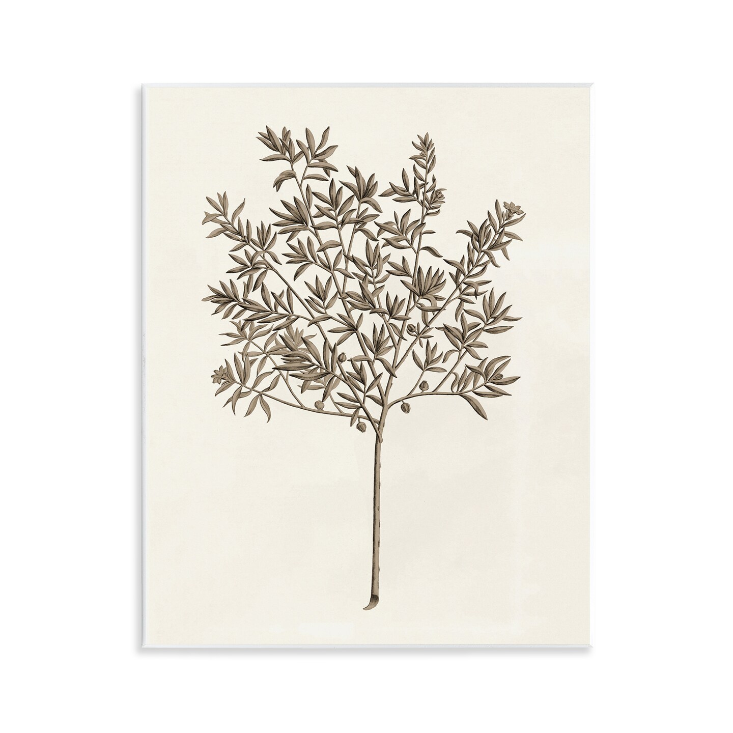 Stupell Industries Vintage Study of Olive Tree Wall Plaque Design by Phillipa Katz