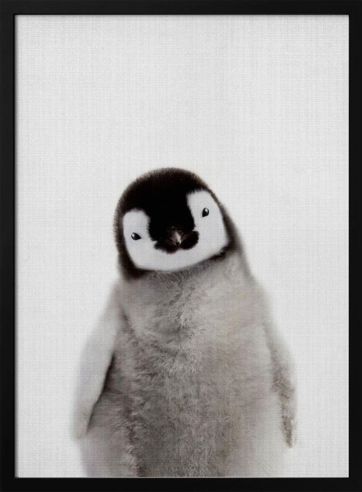 Peekaboo Baby Penguin - Lola Peacock 24x36 Black Framed Art | Home or Office Art