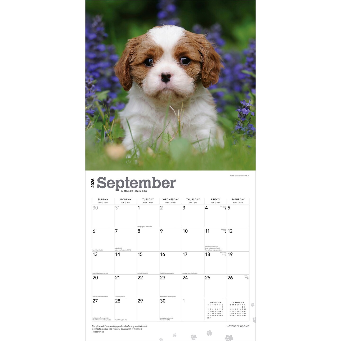 Cavalier King Charles Spaniel Puppies | 2026 12 x 24 Inch (Hanging) Monthly Square Wall Calendar | Plastic-Free