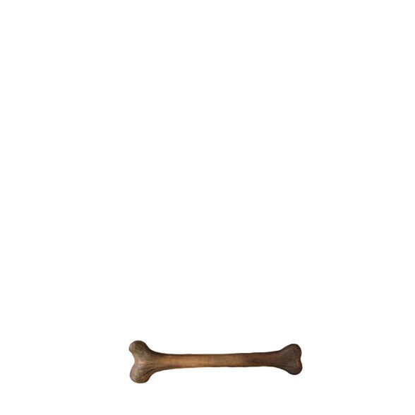 Small Dinosaur Bone Life Size Statue