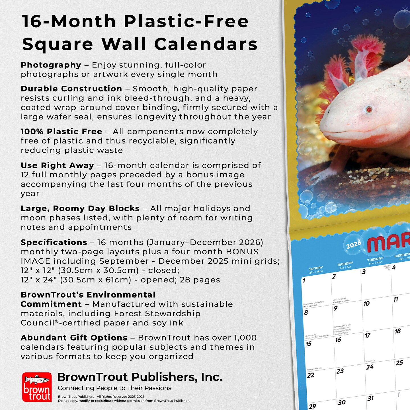 Adorable Axolotl | 2026 12 x 24 Inch (Hanging) Monthly Square Wall Calendar | Plastic-Free