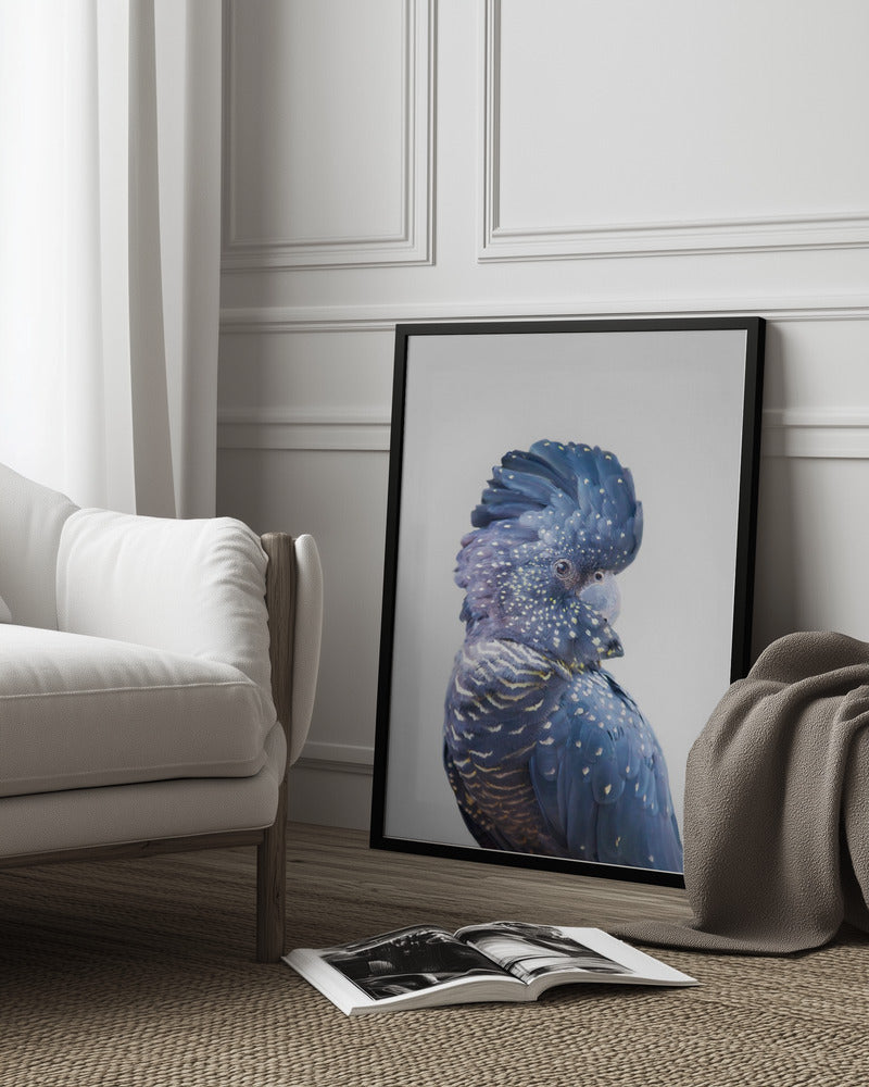 Black Cockatoo - Kathrin Pienaar 24x36 Black Framed Art | Home or Office Art