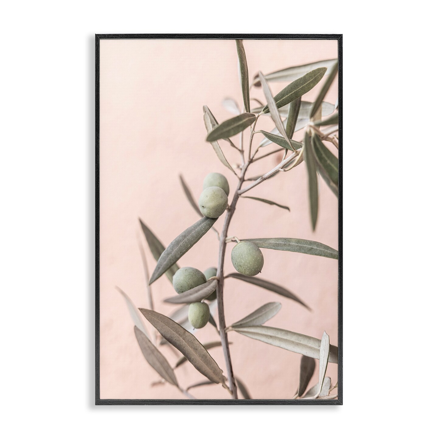 Stupell Industries Spanish Olive Branch Framed Giclee Wall Art Design by Sisi and Seb
