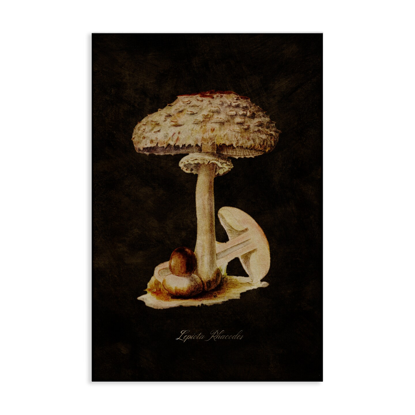 Stupell Industries Vintage Mushroom Study Canvas Wall Art Design by Tina Higgins Designs, Inc.