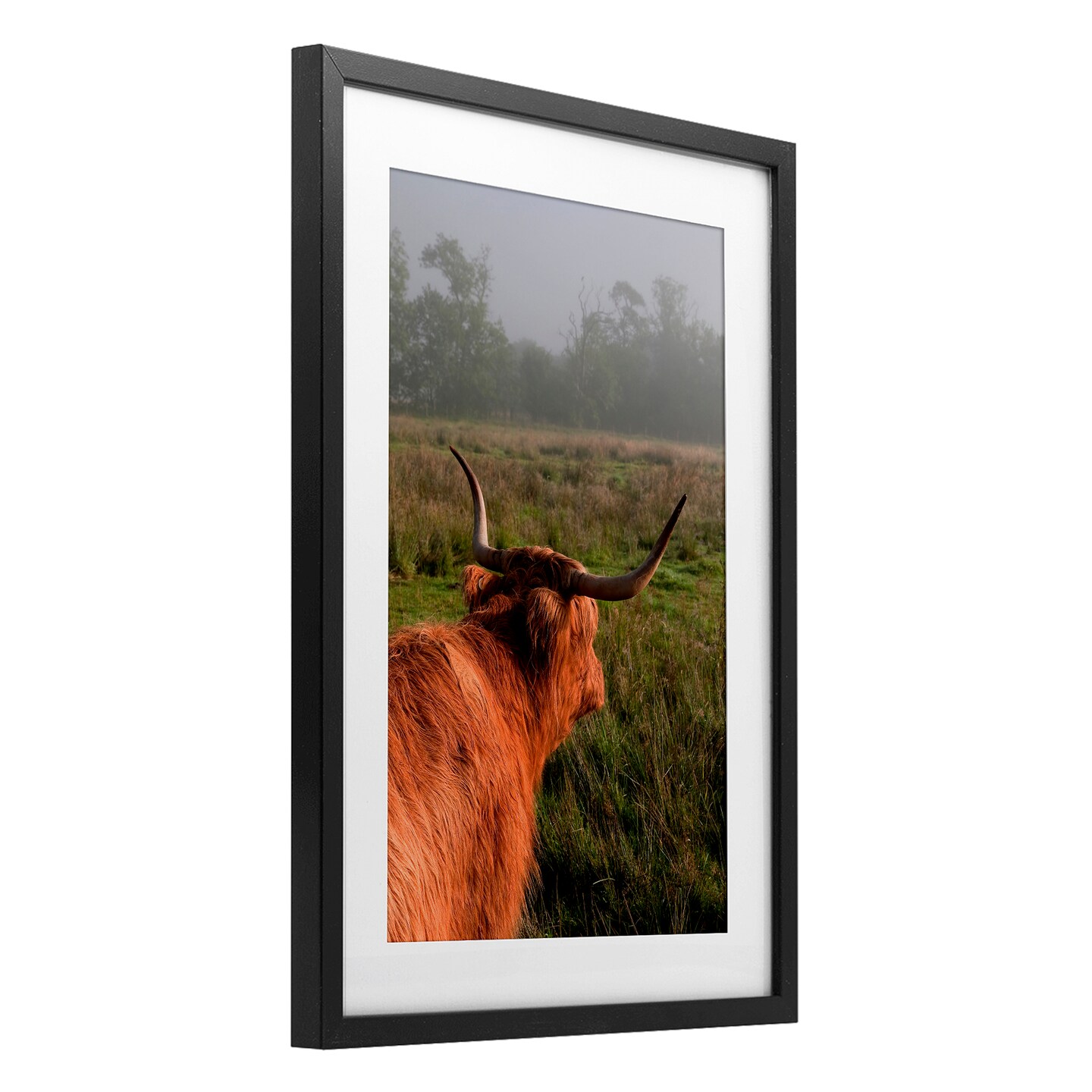 Stupell Industries Highland Cow Gazing Out Framed Print Under Glass, design by Jenny Rainbow Fine Art
