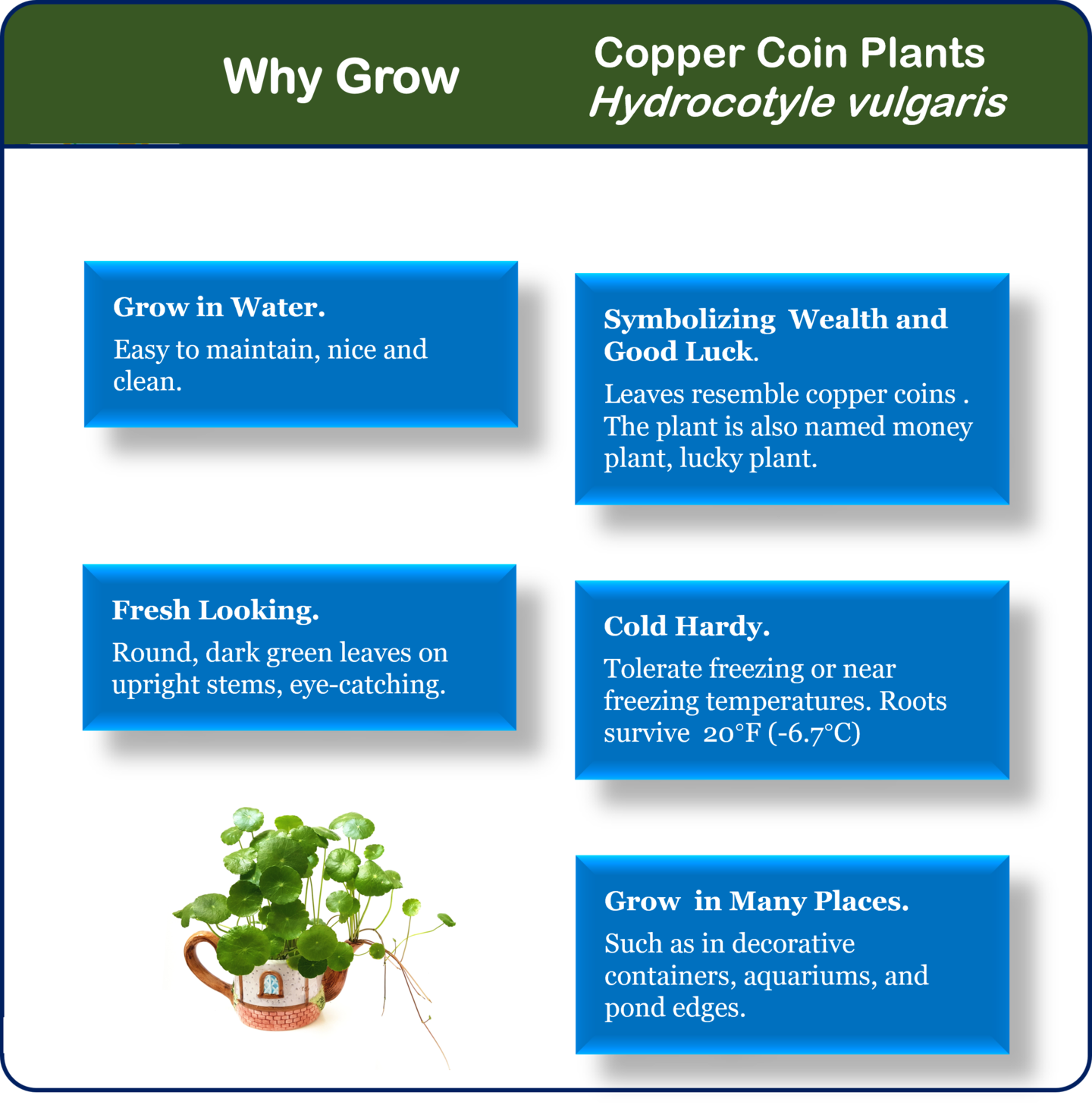 Copper Coin Plant, Aquatic Plant, Water Plant, Indoor Plant, Outdoor Plant, Money  Plant, Lucky Plant, Dollarweed | MakerPlace by Michaels