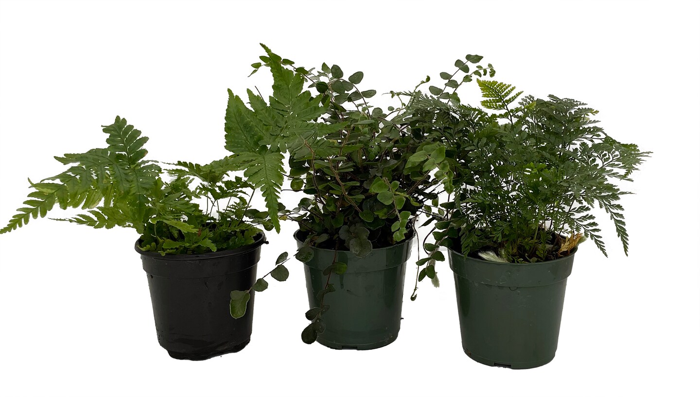 Fern Assortment - 3 Pack in 4&#x22; Pots