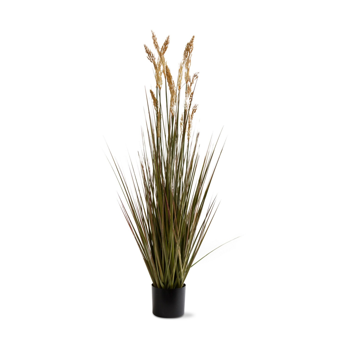 Field Grass