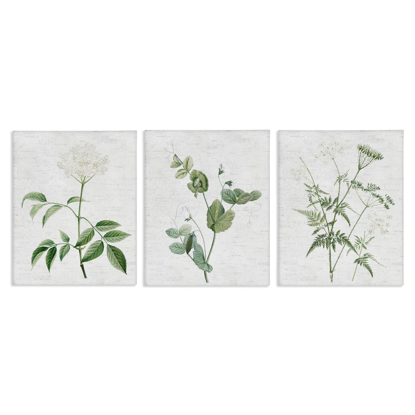 Stupell Industries Soft White Botanicals 3pc Canvas Wall Art Set Design by Lettered and Lined
