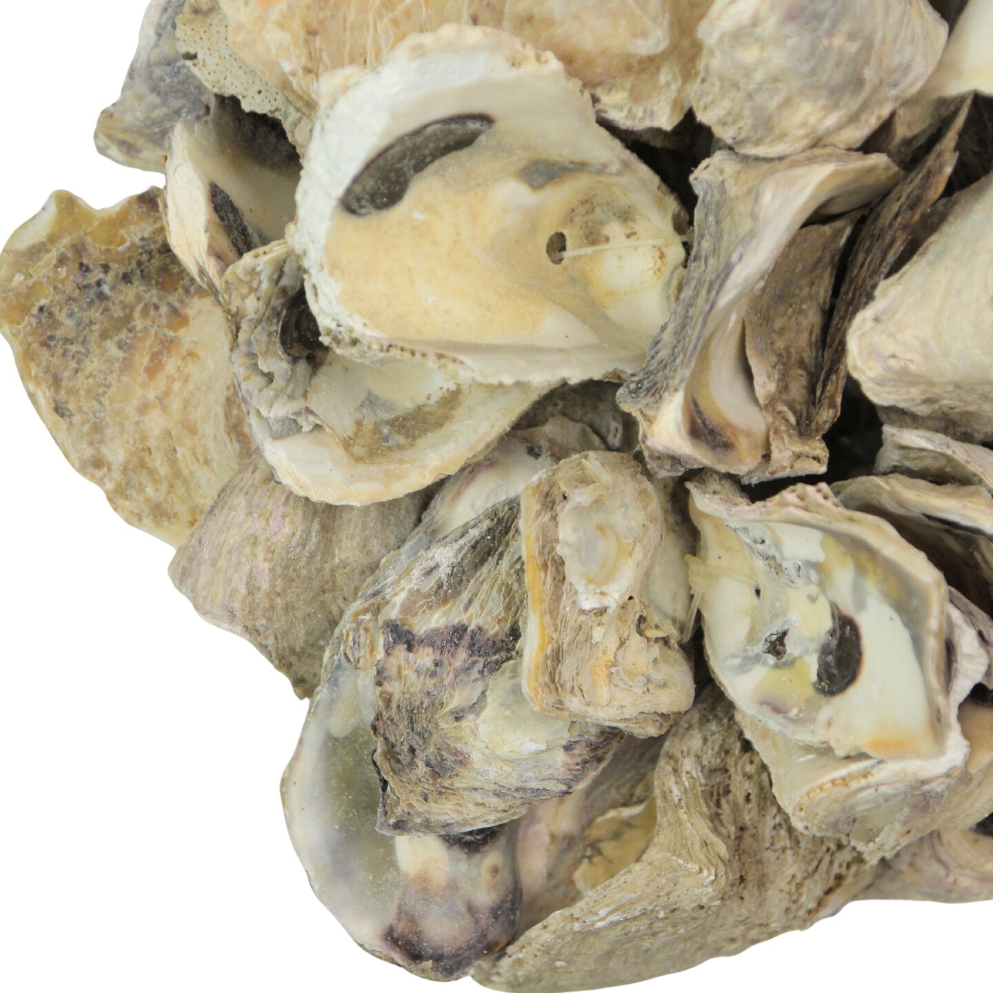 Coastal Oyster Shell Decor Versatile Shell Ornaments Home and Event Decoration