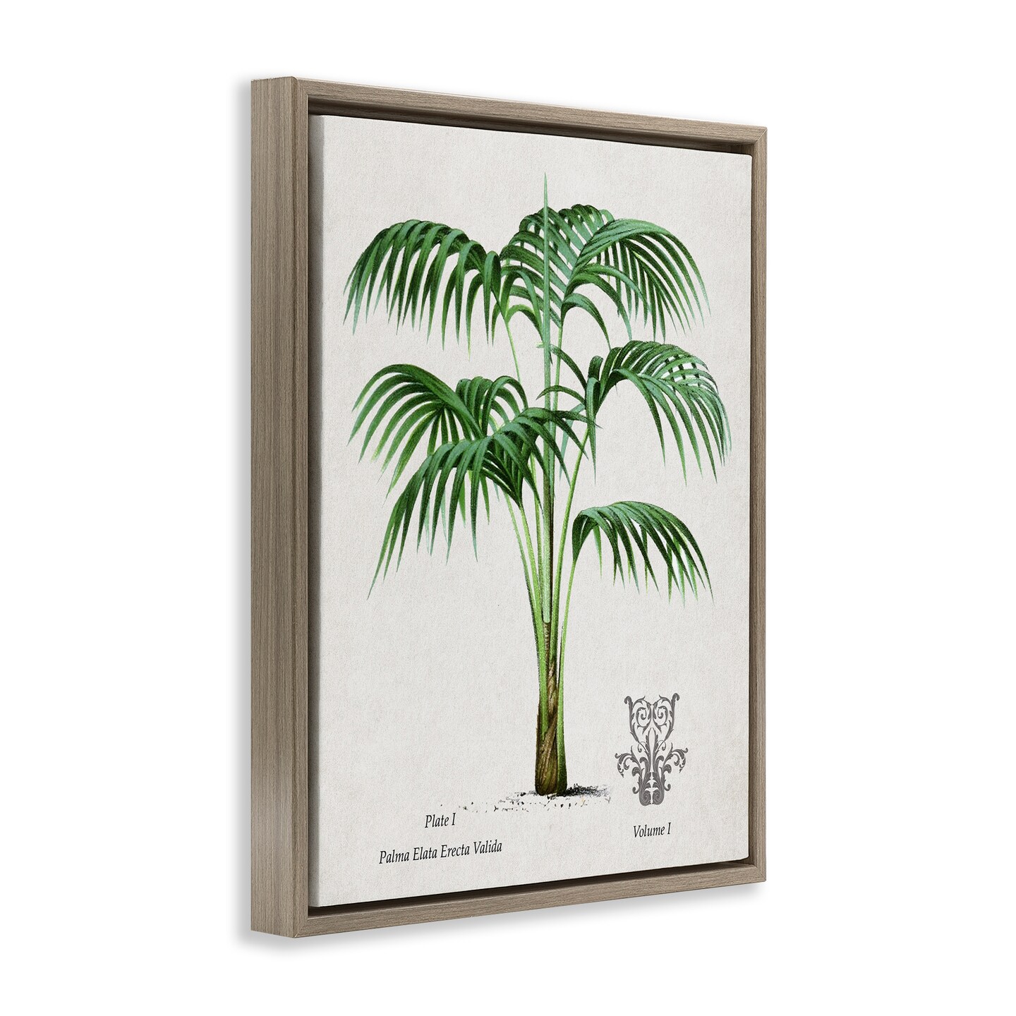 Stupell Industries Vintage Palm Illustration Floating Frame, design by Val Rhodes