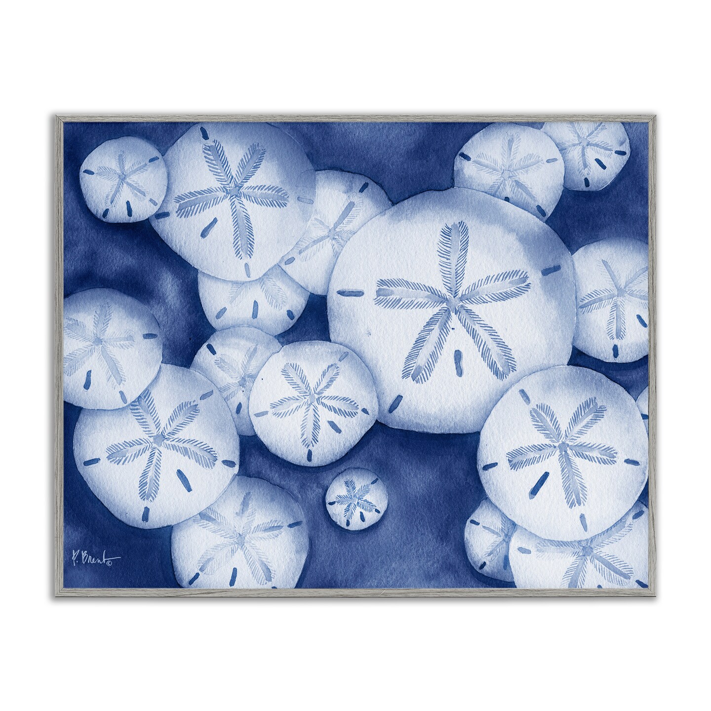 Stupell Industries Watercolor Style Sand Dollars Framed Giclee Design by Paul Brent
