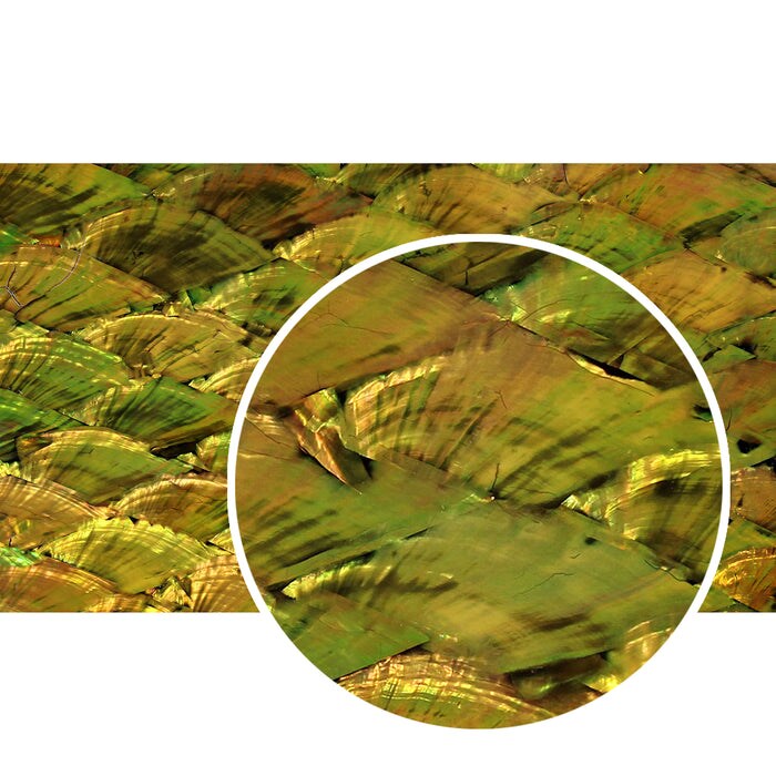 Shell Veneer, 5.5 x 9.5 inches | WMOP, BMOP, Abalone | Includes 3M Adhesive Sheet for Application, Great for Inlay Projects