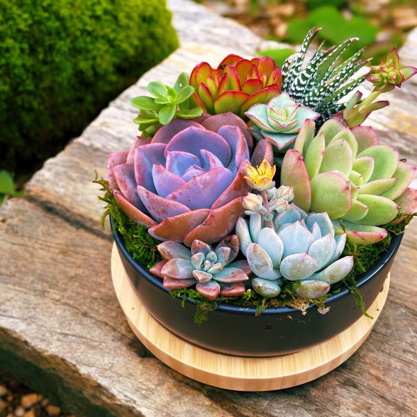 Colorful Live Succulent Arrangement | 6 inch ceramic planter with bamboo  tray | Succulent gift | MakerPlace by Michaels