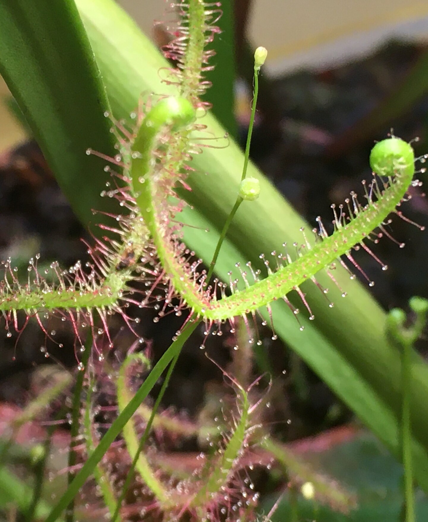 Drosera binata var. binata Potted Live Rare Carnivorous Plant