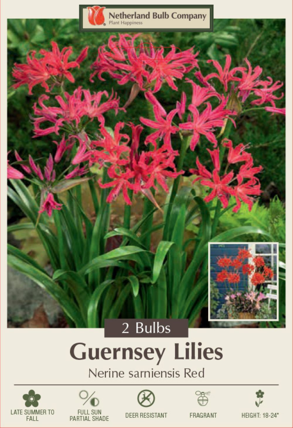 Red Japanese Spider Lily - Nerine sarsiensis - 2 Bulbs 14/+cm