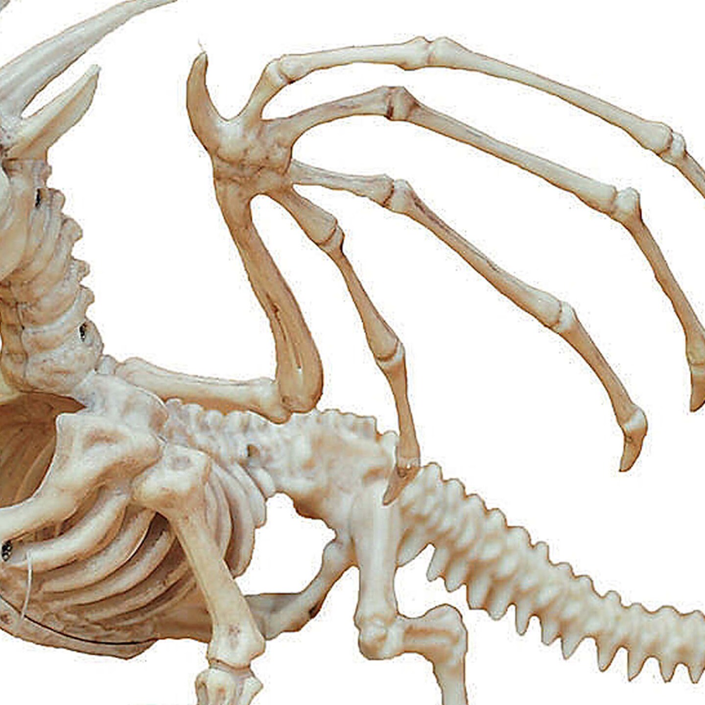 Small Dragon Skeleton Halloween Decoration for Haunted House or Party Display