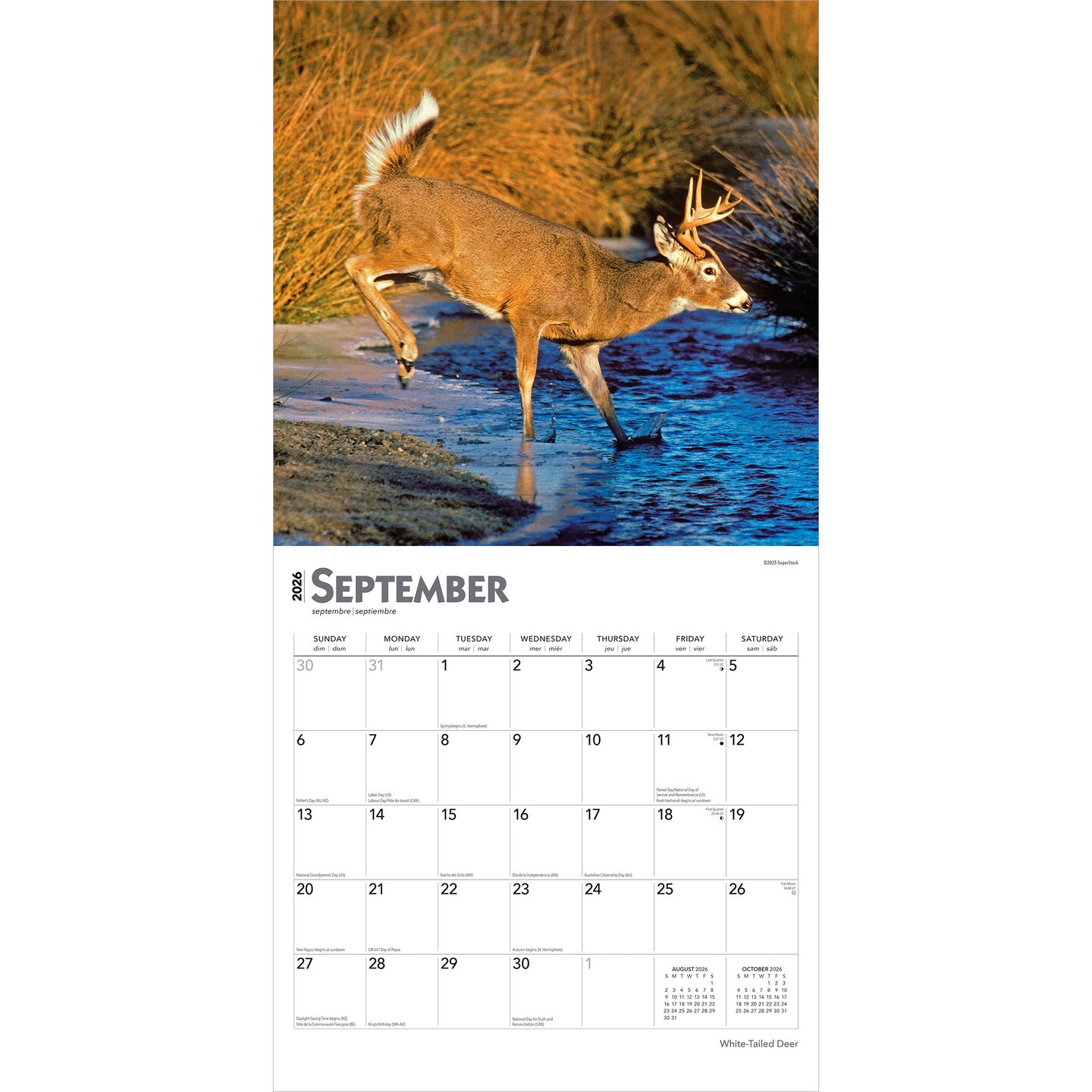 White Tailed Deer | 2026 12 x 24 Inch (Hanging) Monthly Square Wall Calendar | Plastic-Free