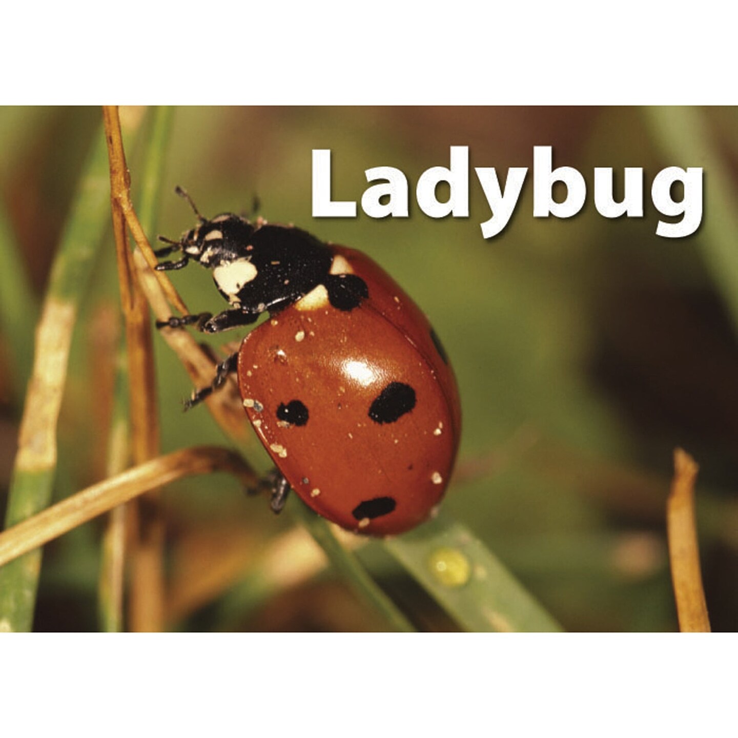 Photographic Memory Matching Game, Insects &#x26; Bugs