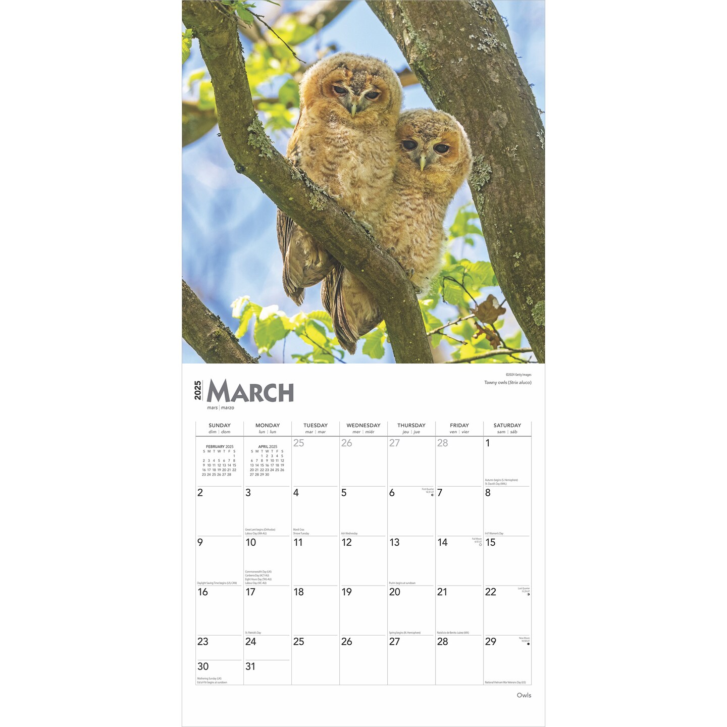 Owls | 2025 12 x 24 Inch Monthly Square Wall Calendar | Plastic-Free | BrownTrout | Wildlife Animals Birds