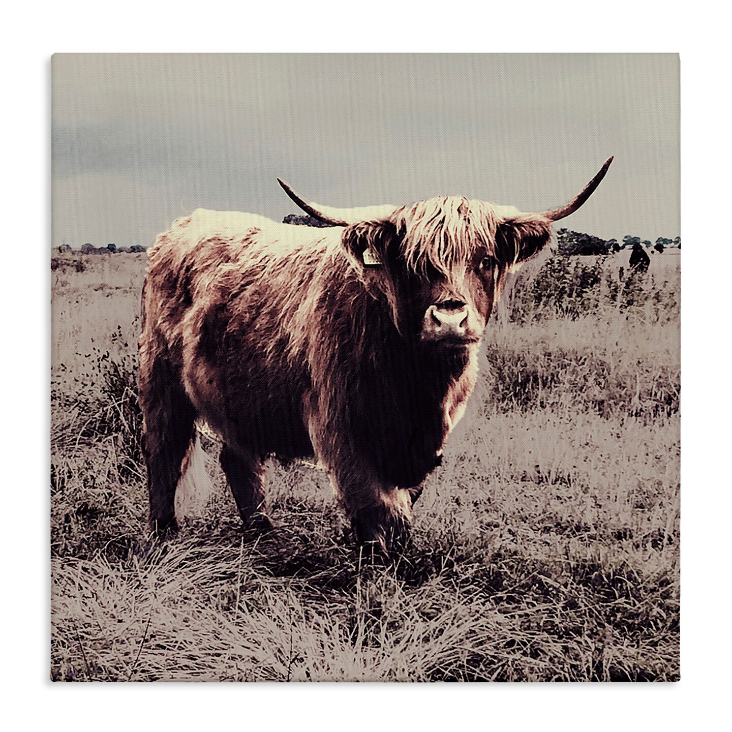 Stupell Industries Farm Cattle Rustic Vintage Styling Canvas Wall Art