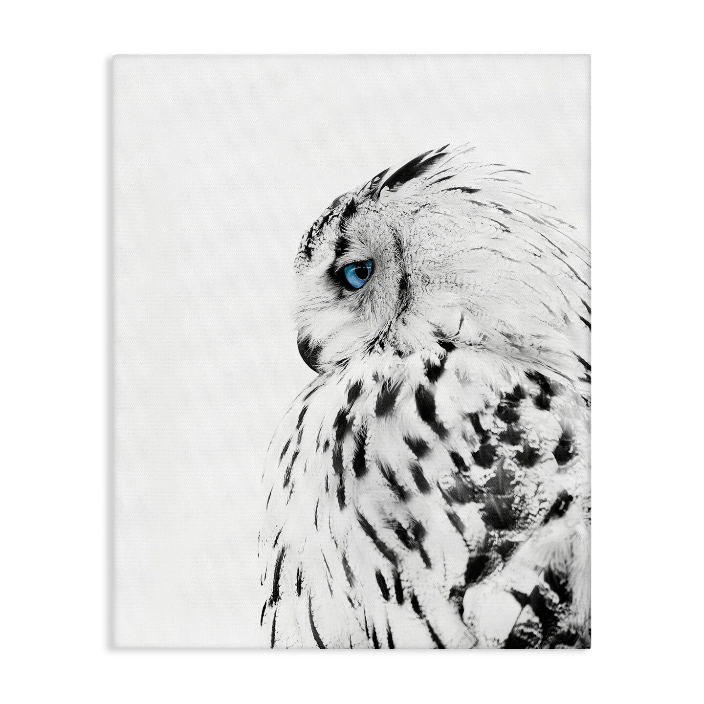 Stupell Industries Snow Owl Peering Blue Eyes Canvas Wall Art
