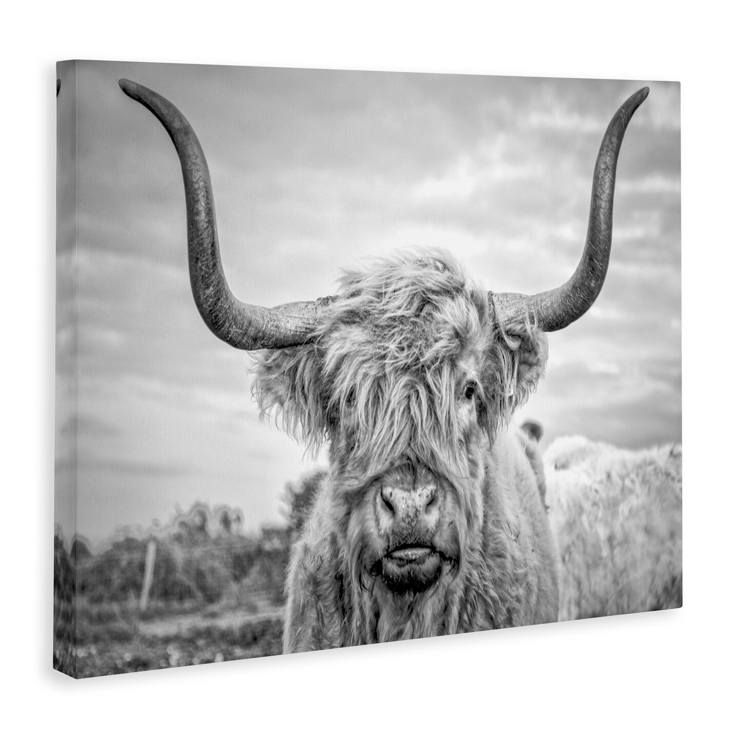 Stupell Industries Grey Highland Cow Photograph Canvas Wall Art
