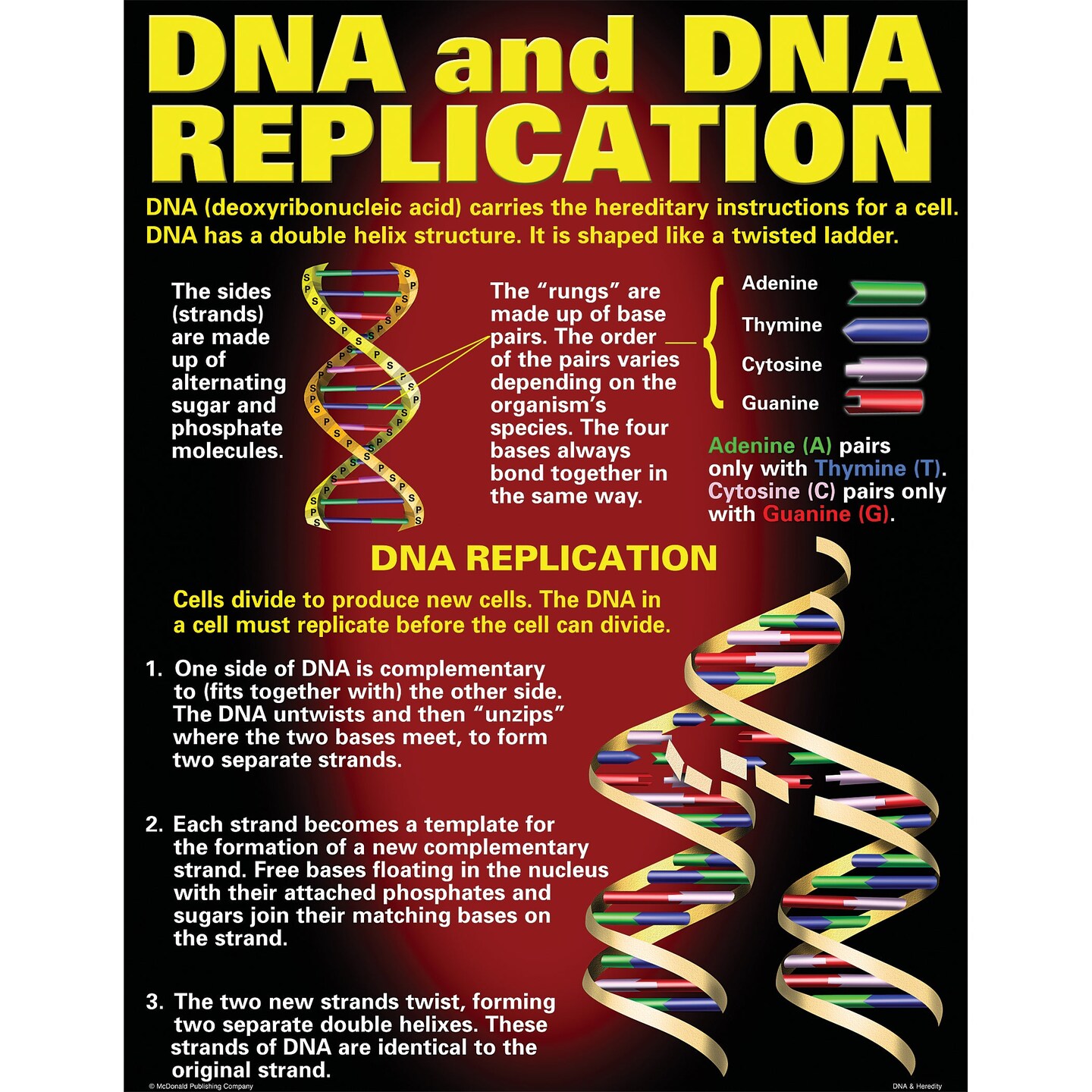 DNA &#x26; Heredity Posters, Set of 4