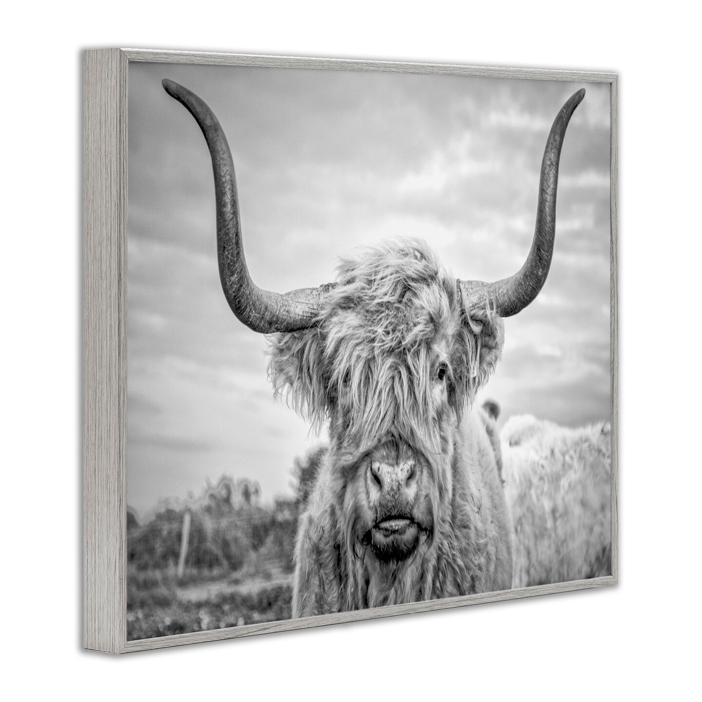 Stupell Industries Grey Highland Cow Photograph Framed Giclee Art