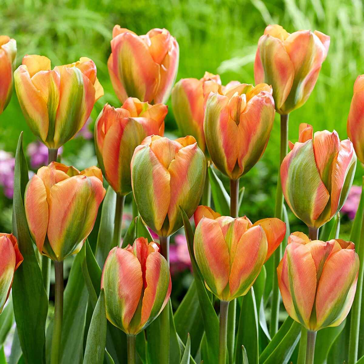 Orange Marmalade Viridiflora Tulip - 8 Bulbs - 12/+ cm Bulb