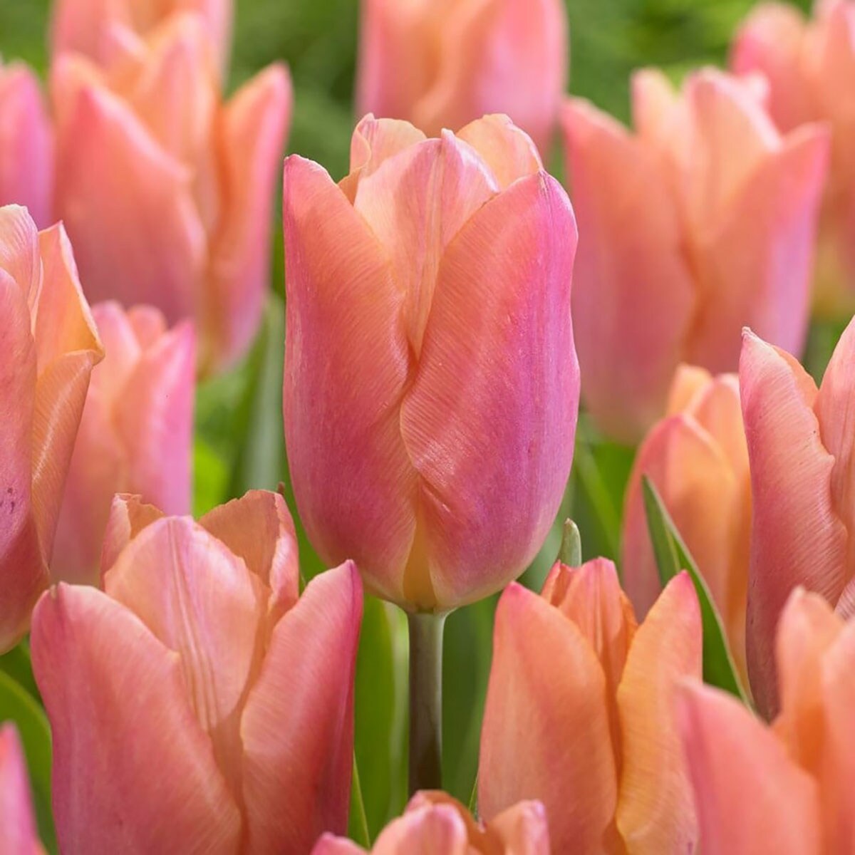 Salmon Prince Tulip Single Early - 10 Bulbs - 12/+ cm Bulbs - NEW