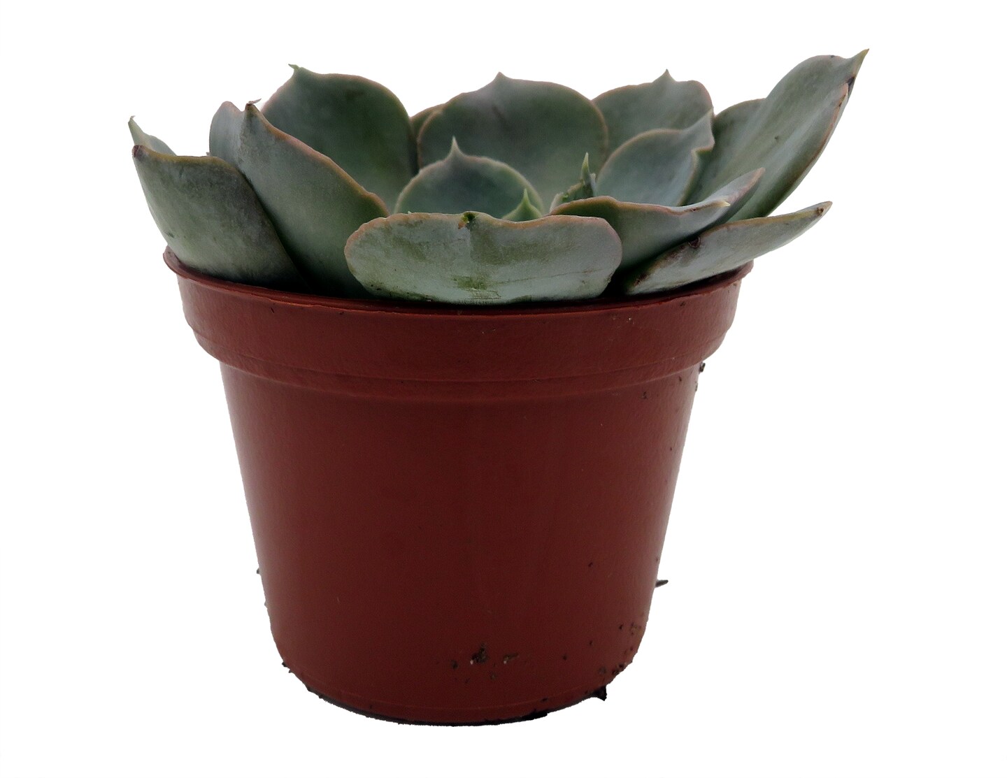 Truffles Succulent Plant - Echeveria shavianna - 2.5&#x22; Pot